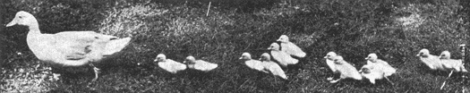 A Quick Guide to Raising Ducks Image